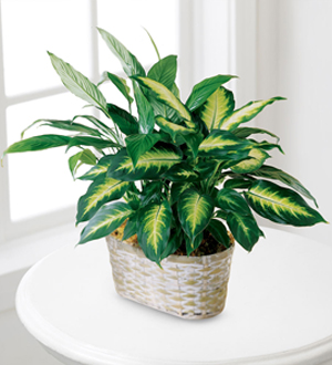 The FTD? Spathiphyllum and Dieffenbachia