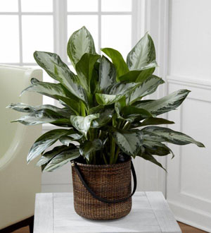 The FTD� Chinese Evergreen