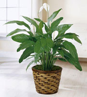 The FTD� Spathiphyllum