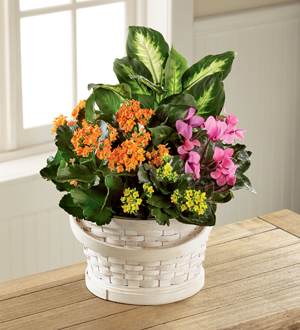 The FTD� Color Crush� Dishgarden 