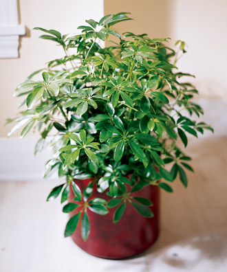 The FTD? Schefflera Arboricola
