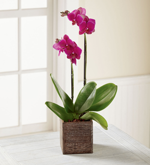 The FTD� Fuchsia Phalaenopsis Orchid