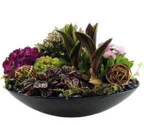 Arrangement of Plants