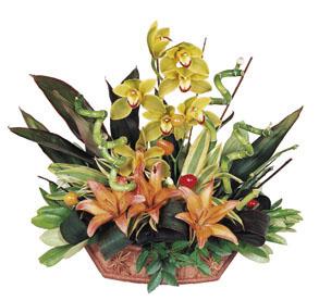 Seasonal Arrangement