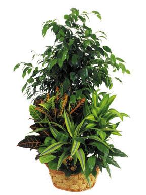 Arrangement of Plants