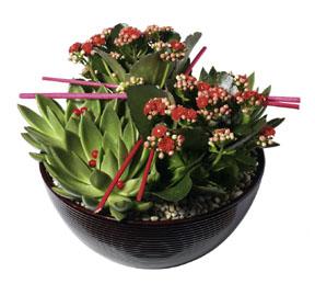 Arrangement of Plants