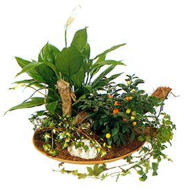 Arrangement of Plants