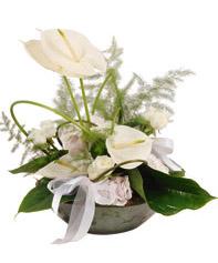 Arrangement of Cut Flowers