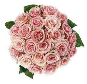 Bouquet of Pink Roses