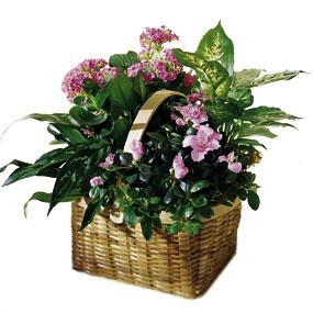 The FTD? Pink Assortment