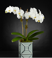 The FTD� Elegant Impressions� Luxury Orchid