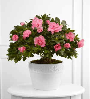 The FTD� Vibrant Sympathy� Planter