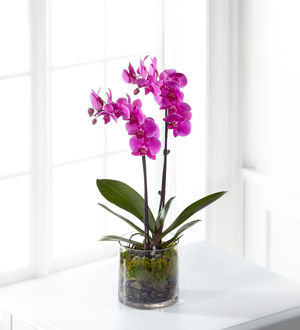 The FTD� Pink Orchid Plant