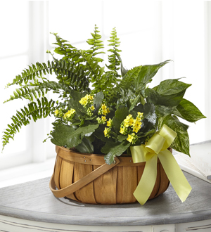 The FTD� Always Dear� Dishgarden